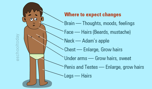 Puberty Chart For Males